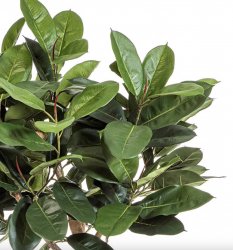 ikus-elastica-root-tree-korni-detali— крупный размер.jpeg